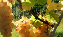 Ustavili se boste v Ogleju/Aquileia, znanem po arheoloških najdbah antike in srednjeveških spomenikih.