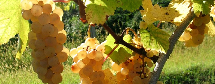 Ustavili se boste v Ogleju/Aquileia, znanem po arheoloških najdbah antike in srednjeveških spomenikih.
