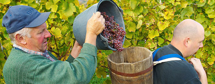 Doživite trgatev posebne vrste. Po aperitivu in dobrem bograču se boste odpravili v vinograd, na veselo trgatev z igrami, stiskanjem, pokušnjo mošta in starega vina. 2 dni, 198 EUR.
