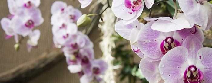 Prekmurje, Prlekija...kjer se čas ustavi, štorklje, mlini na Muri, edinstvena prekmurska gibanica,odlična kulinarika..